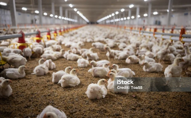 Chicken runs lighting