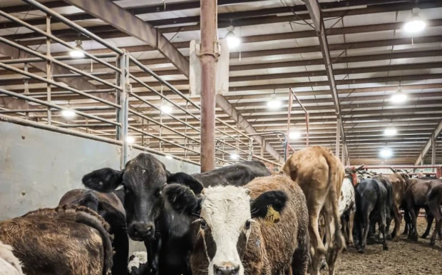 Livestock lighting